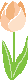 Orange Tulip