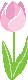 Pink Tulip