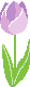 Purple Tulip